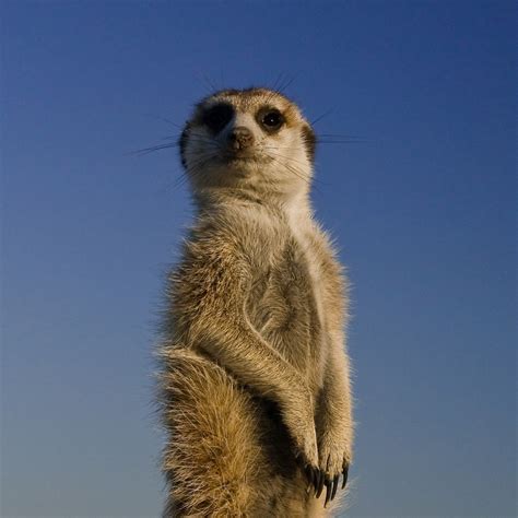 Meerkat National Geographic