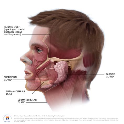 Dundee Drawing Anatomy Of The Salivary Glands English Labels