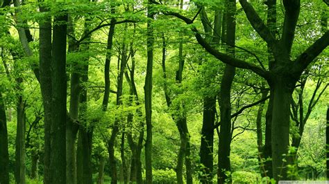 Green Forest Wallpapers 75 Background Pictures