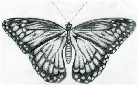 What butterfly drawings really are about? Butterfly Drawings