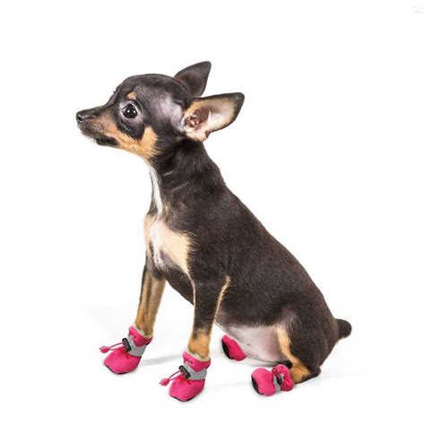 A Small Dog Sitting On Top Of A White Floor Wearing Pink Shoes And