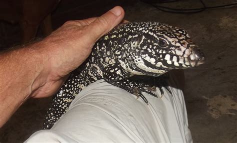 In florida, tegus have dug into alligator and turtle nests and eaten the eggs. Why A Tegu is the Best Pet Lizard | PetHelpful