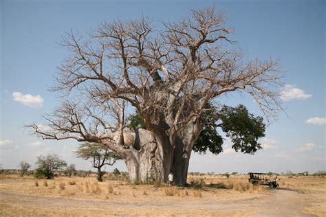 Filebaobab Tree Near Sand River Selous Selous Game Reserve Tanzania