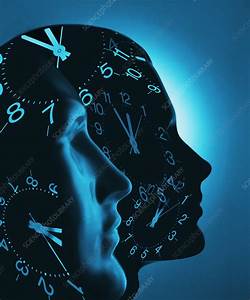 Biological Clock Stock Image P890 0616 Science Photo