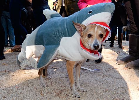 Halloween Dog Parades In Pictures Life And Style The Guardian