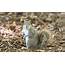 Guide To The Capstone Squirrel – University Of Alabama News 