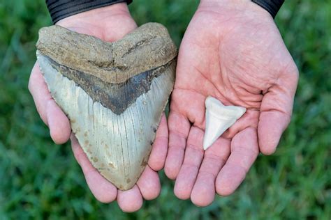The Giant Megalodon Shark May Have Been Even Larger Than We Thought