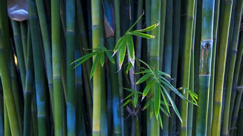 Bamboo Hd Hd Wallpaper