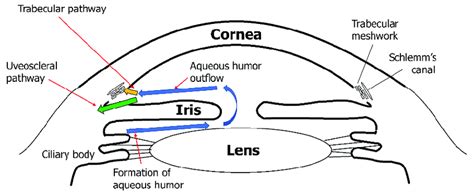 Aqueous Humor Production And Outflow In The Eye Aqueous Humor Ah Is
