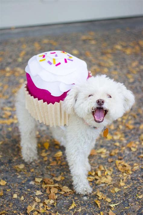 21 Costumes That Are Perfect For Small Dogs Cupcake