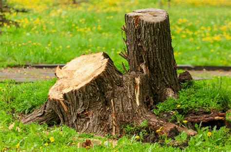 Tree Stump Have You Stumped Get It Removed Keil Tree Experts Inc