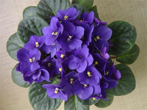 Saintpaulia Ionantha African Violet World Of Flowering Plants