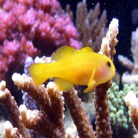 Yellow Coral Clown Goby Gobiodon Okinawae