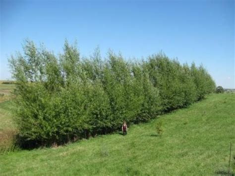 24 Hybrid Willow Trees Austree Grows 12 Foot 1st Season Create