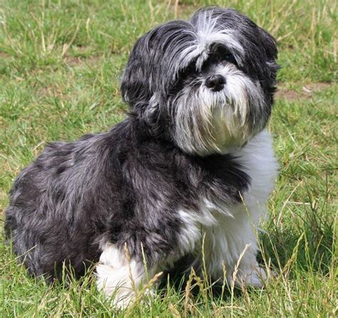 I really would like to have him on a good quality dried food only. Best Dog Food For Shih Tzu | Shih tzu puppy, Puppies, Shih tzu
