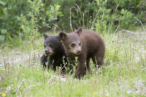 American Black Bear Cubs Stock Image C0194066 Science Photo Library