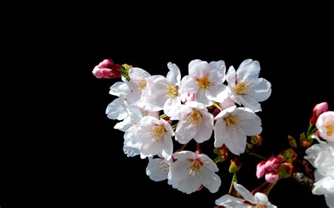 Wallpaper Flowers Branch Cherry Blossom Spring Flower Bloom