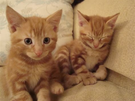 Ginger Kitten For Sale Reading Berkshire Pets4homes