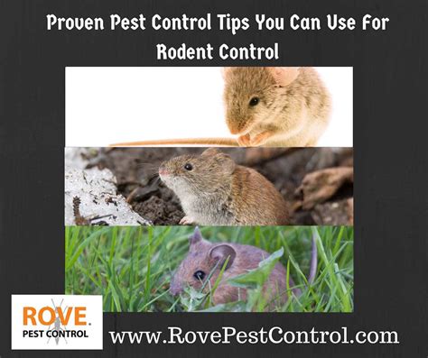 Proven Pest Control Tips You Can Use For Rodent Control Rove Pest Control