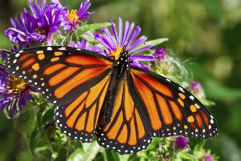See more ideas about butterfly inspiration, butterfly, butterfly quotes. Everything You Need to Know About The Ridges Sanctuary - Ashbrooke Hotel