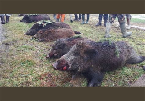 Journée de Chasse au Grand Gibier en Sologne en forêt Ouverte Organisation chasse peche