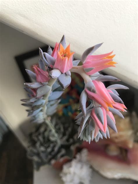 could-someone-help-me-identify-this-succulent-flower-i-bought-today-kent,-england-whatsthisplant
