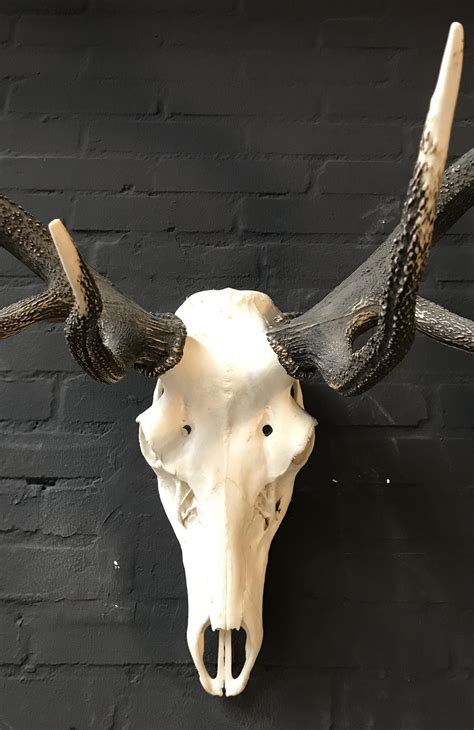 Beautifully Shaped Antler Of A Red Stag At 1stdibs Red Stag Antlers