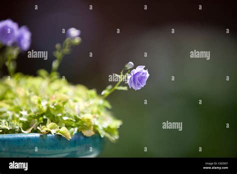 A Double Campanula Flower Close Up Stock Photo Alamy