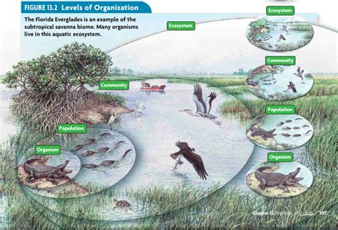 Levels Of Organization Kis Ecology