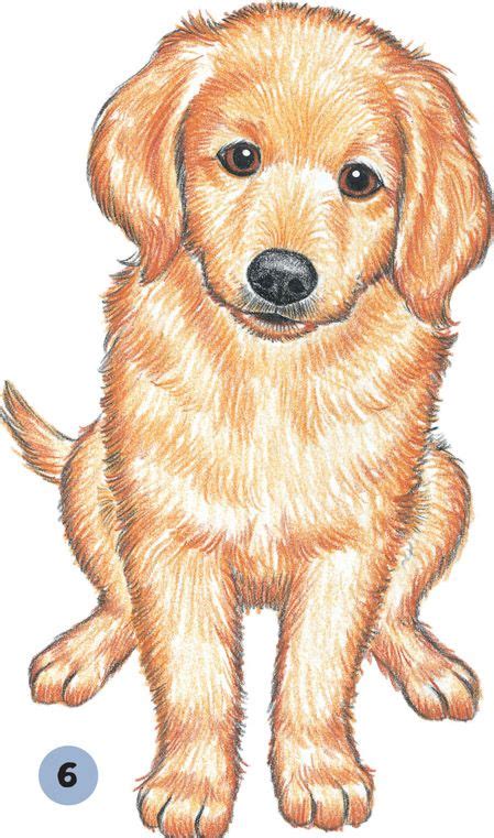 Golden Retriever Puppy Dog Drawing Simple Puppy Drawing Easy Cute