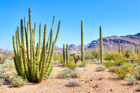 Bezienswaardigheden Organ Pipe Cactus Nm Arizona Tioga Tours