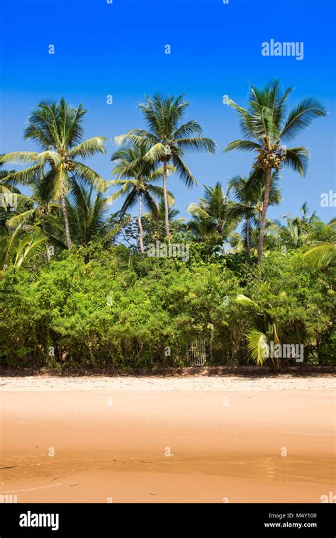 Coconut Palm Tree View From The Beach Stock Photo Alamy