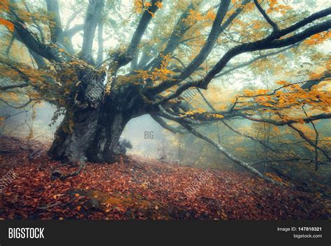 Mystical Autumn Forest Image And Photo Free Trial Bigstock