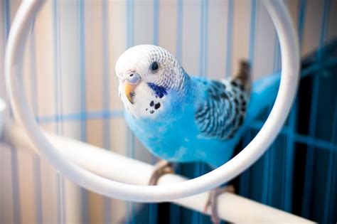 May not be combinable with other offers or discounts on the. How To Look After a Budgie | Petbarn