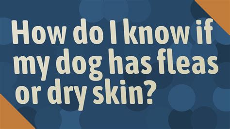How Do I Know If My Dog Has Fleas Or Dry Skin Youtube