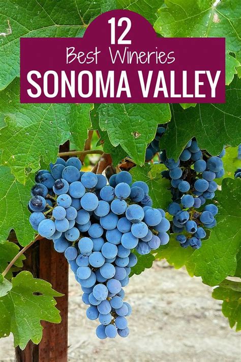 Sonoma Valley Wineries My 12 Top Picks Sonoma Valley Wineries Wine