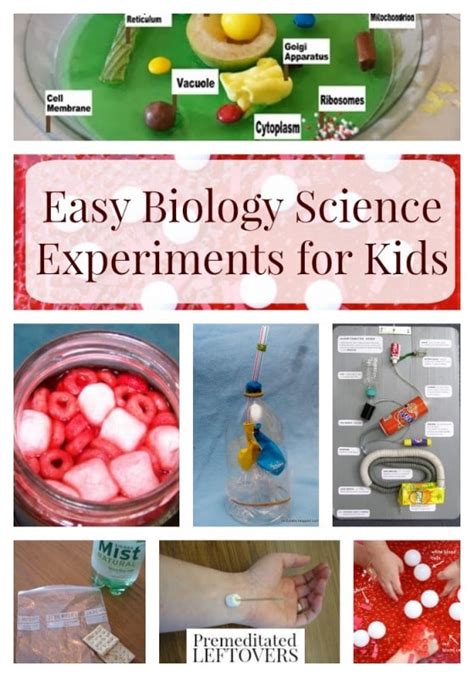 Easy Biology Experiments for Kids