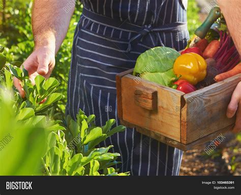 Chef Harvesting Fresh Image And Photo Free Trial Bigstock