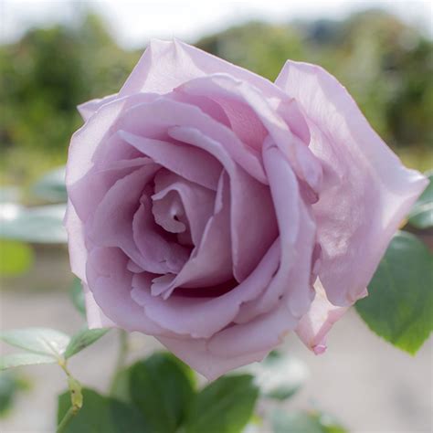 Rose Blue Moon 3l 4l Potted Harkness Roses