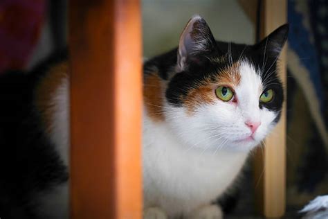 Best Fat Calico Cat Stock Photos Pictures And Royalty Free Images Istock