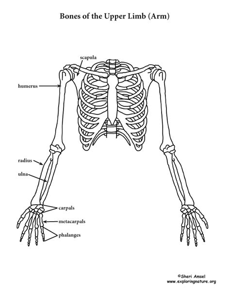 The Upper Limb Arm