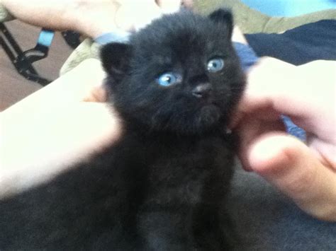 My Cousins Kitty Black Cat With Blue Eyes My Life