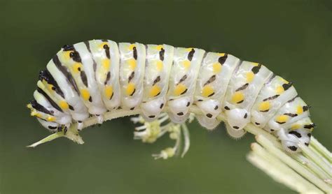 Just as there are good foods for worms, there are also foods that worms are not so crazy about. The Garden Detective: Caterpillar or Worm—Is It Good or Bad?