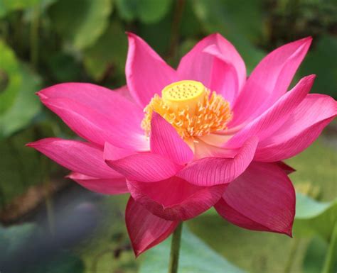 Lotus Specials For Cyber Monday 2019 Bergen Water Gardens Lotus