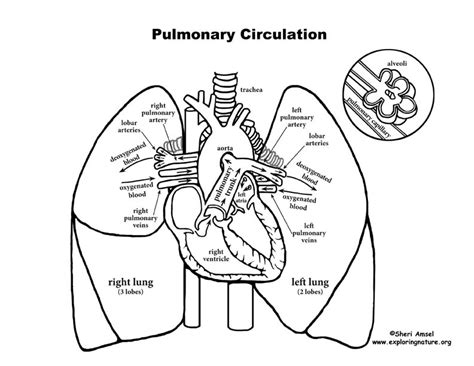 Pulmonary Circulation - Through Heart and Lungs (Advanced*)