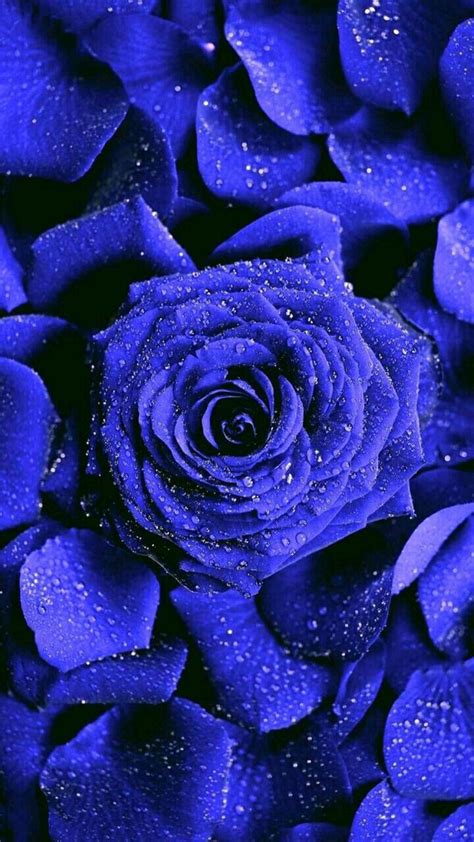 Pin By Zeezhazoo On Pins By You Purple Roses Wallpaper Purple