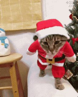 Funny cat videos funny cats funny animals cute animals laughing animals cat gif pixel art monkey gifs. Funny cats - part 187 (40 pics + 10 gifs) | Amazing Creatures
