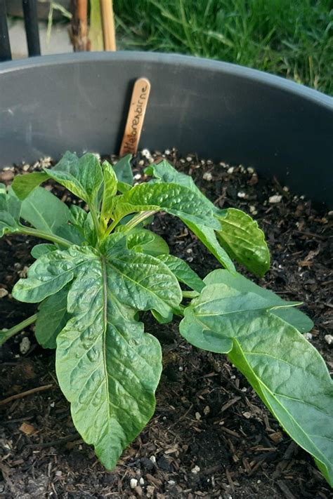 Die kindersitzpflicht gilt in deutschland bis zur vollendung des 12. Melonenbirne ziehen - Vom Samen bis zur Frucht | Honey ...