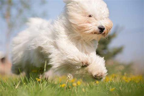 Coton De Tulear Dog Breed Information Pictures And More