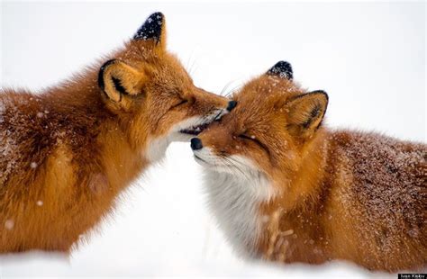 Amateur Photographer Captures Intimate Photos Of Foxes Living In One Of The Worlds Remotest